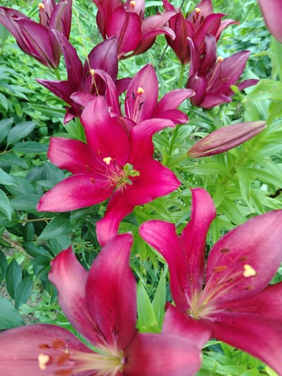 This is a close-up, high-angle photograph of a cluster of deep pink or crimson lilies in a garden setting. The lilies are the primary subjects, with several blooms and buds visible. The flowers are characterized by their large, reflexed petals and prominent stamens tipped with yellow anthers. The background consists of lush green foliage, suggesting a natural or cultivated garden environment. The lighting is bright, highlighting the rich color of the petals and the texture of the leaves. The image is sharpest on the central and foreground lilies, with some of the background foliage appearing slightly blurred due to shallow depth of field. The overall impression is one of vibrant natural beauty. This image was likely taken in a garden in a rural or suburban area, possibly within the Знаменскі сельскі Савет, Belarus, given the context of the prompt. No people are present in the image, and there are no specific actions or interactions depicted.