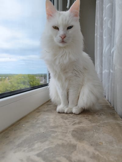 A white cat with heterochromia, one blue eye and one amber eye, sits on a windowsill. The cat is fluffy with a long tail. Behind the cat, sheer white curtains hang, and to the left, a window looks out onto a blurry green landscape with trees and buildings, suggesting an urban or suburban environment. The windowsill is a textured, mottled grey surface. The image was taken in Kerpen, Germany.