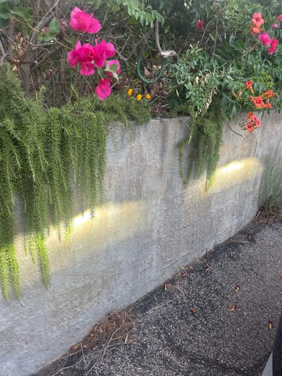 A low-angle, medium shot captures a textured, gray concrete wall bordering a paved surface. Overhanging the wall from the left are cascading sprigs of rosemary, their needle-like leaves creating a lush green curtain. Sunlight strikes the wall, casting bright, yellow-white streaks and dappling the rosemary with light and shadow. Above the wall, vibrant pink bougainvillea flowers bloom amidst dense green foliage and branches. To the right, clusters of orange trumpet-shaped flowers add a contrasting splash of color. The paved surface, a mix of asphalt and small stones, is scattered with fallen petals and dry plant debris. The scene is devoid of human presence and any clear indication of its specific location within Biddeputzi/Villaputzu, Italy, other than the presence of Mediterranean flora.