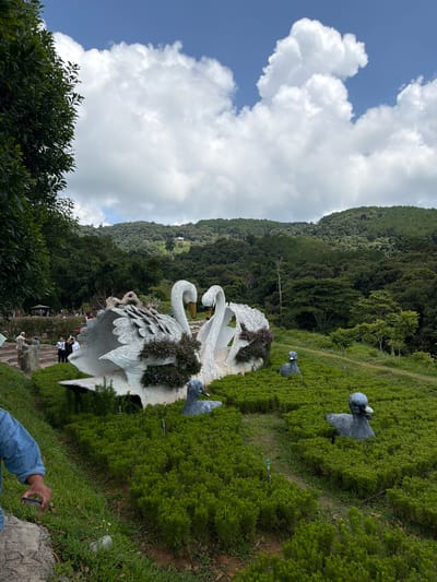 The image depicts a scenic outdoor park in Da Lat, Vietnam, featuring a prominent sculpture of two white swans with their necks intertwined, adorned with purple flowers. In the foreground, several smaller grey duck sculptures are nestled within lush green bushes. To the left, a person in a blue denim shirt is partially visible, holding a smartphone, suggesting they are taking a photograph. Further in the background, other visitors can be seen near a covered seating area, amidst trees and rolling hills covered in dense green foliage. The sky above is a bright blue with scattered white clouds.