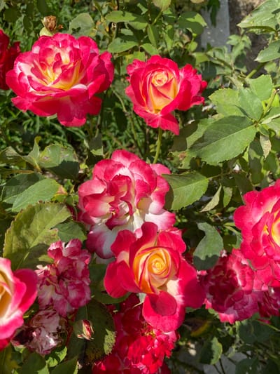The image displays a close-up view of a rose bush in Ventsy, Russia, featuring several blooming roses in shades of red, white, and yellow. The roses are the primary subjects, with their petals unfurling to reveal intricate patterns and varying colors. Some roses are fully open, while others are in various stages of bloom, including buds. The surrounding foliage is lush and green, with some leaves showing signs of browning or damage, suggesting natural wear or environmental factors. The lighting suggests a bright, outdoor setting, possibly during daylight hours. There are no people, animals, or man-made objects clearly visible in the frame, focusing the attention solely on the floral display. The composition is dense with flowers and leaves, creating a rich and naturalistic scene.