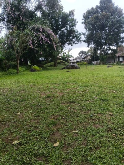 Keo Kouang, Laos: This image captures a verdant outdoor landscape under an overcast sky. The foreground and mid-ground are dominated by a grass lawn, exhibiting areas of dense green coverage interspersed with patches of bare soil and scattered fallen leaves. In the mid-ground, a large tree on the left side features extensive clusters of small, light purple flowers. Adjacent to it, a smaller tree trunk is visible. Towards the center, a grey, multi-tiered stone lantern rests on the grass, positioned between two large, dark rocks. To the right of the lantern, a simple goalpost structure, consisting of two vertical poles and a horizontal crossbar, stands on the lawn. The background is characterized by dense foliage from various large trees. Partially visible behind the trees and structures are sections of buildings, including a white structure with dark timber accents on the far right and multiple rooftops in the central-left area. No individuals or specific activities are present.