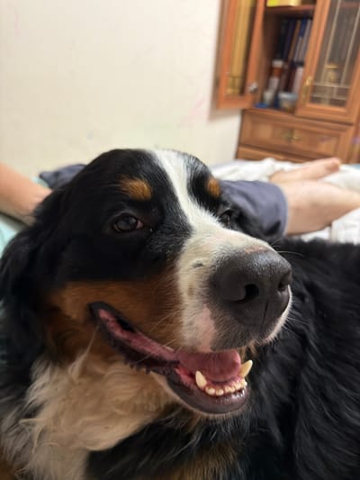 This is a close-up, head-on, upside-down shot of a Bernese Mountain Dog. The dog's head is large in the frame, with its snout and open mouth prominently displayed. Its tongue and teeth are visible, and its mouth is wide open as if yawning or panting. The dog has black, brown, and white markings typical of the breed. Its eyes are dark and appear to be looking directly at the camera.
In the background, a person's legs are visible, suggesting the dog is lying on their lap or next to them. The person is wearing dark blue or grey pants and a light-colored garment. To the left of the dog, a wooden cabinet with glass doors is visible, containing books and other items. The setting appears to be indoors, possibly a living room or study. The lighting is soft and natural, suggesting daytime. The overall mood is relaxed and intimate, with the dog appearing comfortable and affectionate. There is no visible text in the image.
