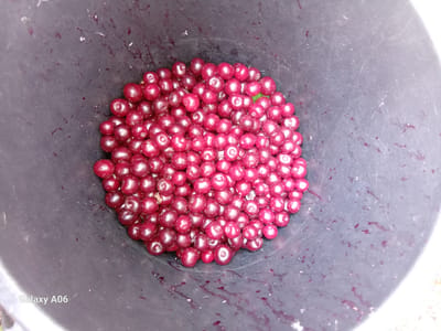 A close-up, overhead shot shows a large pile of red cherries filling a dark, cylindrical container. The cherries are plump and a deep crimson color, with some appearing slightly lighter where they catch the light. Their stems are mostly removed, and some of the cherries show the small indentation where the stem was attached. The inside of the container is scratched and stained with streaks of cherry juice, indicating that it has been used for harvesting or processing fruit. There are also scattered cherry stems and leaves visible amongst the fruit and on the sides of the container. The cherries are densely packed, creating a textured surface. The overall impression is one of abundance and harvest. A watermark reading "Galaxy A06" is visible in the upper right corner of the image. The setting appears to be outdoors, given the natural light and the rustic nature of the container, likely in a rural or agricultural area like Kojo-Aryk, Kyrgyzstan, where cherries are harvested. The image evokes a sense of freshness and the bounty of the season.