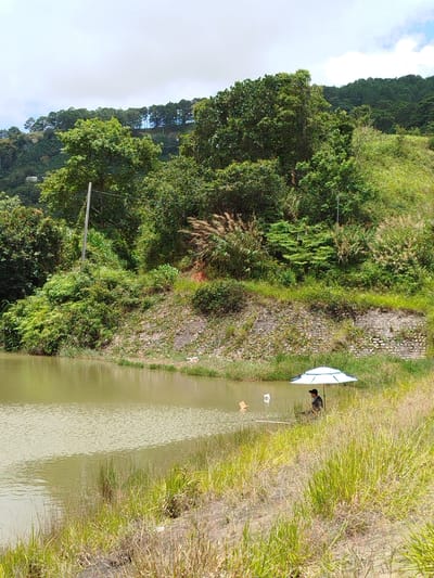 The image depicts a serene natural scene, likely in the vicinity of Xuân Sơn, Vietnam. A body of calm, greenish water occupies the left half of the frame. The right bank of the water body is covered in tall, dry grasses, interspersed with some green vegetation closer to the water's edge. A person is seated under a white and blue umbrella on this bank, appearing to be fishing. A fishing rod extends into the water from the person's position. Behind the bank, a steep, vegetated hillside rises, covered in lush green trees and shrubs. In the background, a dense forest covers a rolling hillside, and the sky above is overcast with some patches of blue. A tall, thin pole, possibly a utility pole, stands prominently on the left side of the frame amidst the greenery.