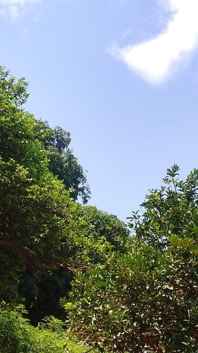 The image shows a view of lush green trees against a bright blue sky with a few white clouds, one of which is partially illuminated by the sun. The trees are dense and leafy, suggesting a natural or park-like setting. The perspective is from below, looking upwards towards the sky and through the tree canopy. There are no people or man-made structures visible in this portion of the image. The overall impression is one of a sunny day in a verdant environment. This scene is consistent with the natural landscape of Donga, Nigeria, which is known for its greenery and clear skies during the dry season.