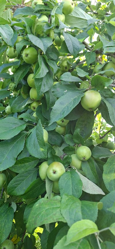 A close-up shot captures a cluster of green apples hanging from a tree, interspersed with lush green leaves. The scene is set outdoors, likely in a rural or garden environment. The apples are varied in size and ripeness, with some appearing lighter green and others a deeper shade. The leaves are dense and create a natural canopy, partially obscuring some of the fruit. The lighting suggests it is daytime, with natural sunlight filtering through the foliage. The image does not contain any people or visible structures. The specific location is stated to be in Viru-Jaagupi alevik, Estonia.