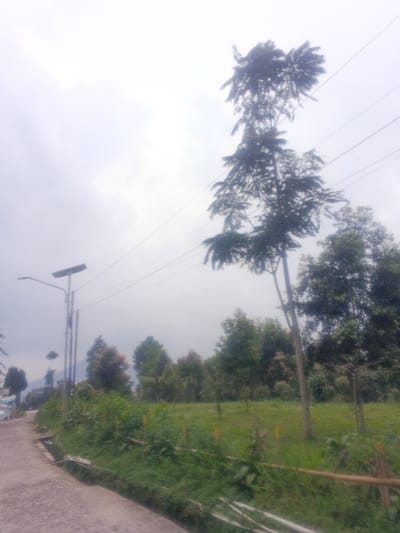 This image depicts an outdoor environment in the city of Morrumbala, Mozambique, under an overcast sky. A paved asphalt path or road occupies the left foreground, curving slightly into the distance. To the immediate right of the path is a strip of dense green vegetation, bordered by a low, light-colored fence or barrier constructed from slender wooden or bamboo poles. Beyond this barrier, a grassy field extends into the middle ground, containing scattered smaller trees and shrubs. A line of mature trees with varied foliage densities forms a dense green backdrop across the middle and background.

A prominent, tall, slender tree with relatively sparse, dark green foliage stands vertically on the right side of the frame, extending towards the upper right corner. On the left side of the paved path, a modern streetlight with a grey pole supports a rectangular solar panel at its apex and an LED-style light fixture projecting horizontally. A second similar streetlight is visible further down the path. Multiple overhead power lines traverse horizontally across the upper-middle portion of the scene. No individuals, animals, or active subjects are visible within the frame. The overall impression is one of a rural or semi-urban landscape on a muted, cloudy day.