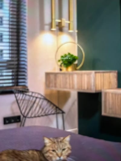 An overhead shot captures a domestic scene. A striped cat peers from a lavender surface. A metallic, spine-like structure rests near a radiator. Three stacked wooden boxes align, positioned near a circular, golden plant holder with greenery. A brass curtain rod system is affixed nearby, against a contrasting green wall. Light casts a soft glow on the light-colored surfaces.