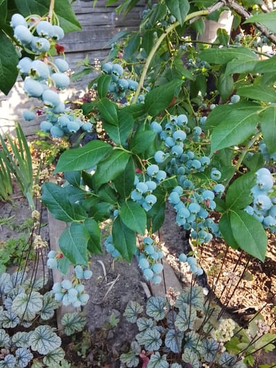 This media file shows a close-up view of a blueberry bush laden with light blue, unripe blueberries. The berries are clustered in hanging bunches on thin stems, surrounded by lush green leaves. Some small, reddish remnants of flowers are visible among the berries. The bush is growing in a garden setting, with a wooden fence in the background, suggesting an outdoor location. The ground appears to be soil and mulch, with some low-lying plants with patterned leaves visible in the foreground, possibly Heuchera. The lighting suggests it is daytime, with sunlight casting some shadows and highlighting the berries and leaves. The overall scene depicts the natural growth of fruit in a garden environment. There is no visible text in the image. The location is identified as Baranavichy, Belarus.