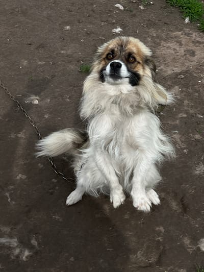 A shaggy, medium-sized domestic canine with a mix of white, tan, brown, and black fur is depicted sitting upright on dark, uneven soil in Mshanets, Ukraine. The dog has prominent brown eyes and distinctive black markings on its muzzle, giving the appearance of a partial mask, alongside a black nose. A metal link chain is attached to a collar around its neck, extending out of frame to the lower left, indicating it is tethered. The dog's front paws are positioned together on the ground, and its head is tilted slightly back, with its gaze directed upwards. The ground surface is composed of compacted dark earth, interspersed with sparse green grass tufts and scattered white, fibrous debris consistent with shed fur or light litter. More significant patches of green vegetation are visible along the upper right edge of the frame.