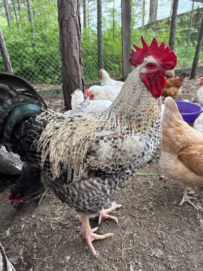 A close-up, eye-level shot captures a barred rock rooster with a vibrant red comb and wattles standing on the ground within a rural enclosure. Its plumage displays a mix of black, white, and grey barring, with iridescent green and black feathers on its tail. Several other chickens, mostly white and one light brown, are visible in the background. A purple bowl sits on the ground to the right of the rooster. The environment is a fenced-in area with dirt ground scattered with straw and debris, surrounded by trees and foliage, suggesting an outdoor coop or farm setting. The image's composition and lighting imply it was taken during daylight hours.
