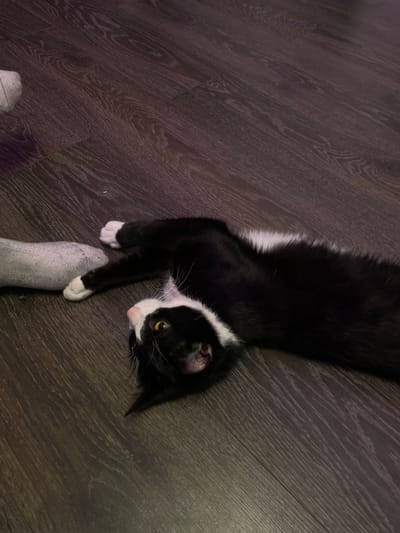A black and white cat lies on its back on a dark wood-grained floor, its paws extended. To the left of the cat is a gray sock. The cat's head is turned towards the viewer, with its yellow eyes open and its mouth slightly ajar. The environment does not provide any contextual information to determine the location in the city of Zmeinyi, Russia.