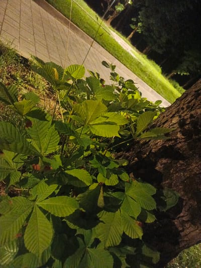 The image shows a close-up view of lush green foliage from a horse chestnut tree, with large, palmate leaves in the foreground. The leaves are a vibrant green, some with reddish-brown spots, and are illuminated by artificial light, casting deep shadows. To the right, the rough, textured bark of a large tree trunk is visible. In the background, a paved walkway, likely made of concrete or stone slabs, is bordered by a strip of green grass, both illuminated by streetlights. The overall scene suggests an outdoor setting at night in a park or along a street in Lubnya, Russia.