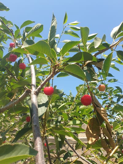 A close-up, low-angle shot depicts a cherry tree bearing ripe fruit against a clear blue sky. The image focuses on several branches with lush green leaves and bright red cherries. One prominent cherry in the foreground, on the right side of the frame, is heart-shaped and illuminated by sunlight. Other cherries are visible throughout the branches, some in clusters and others singly. A few leaves on the branches are brown and withered, indicating a stage of the season. In the background, a light-colored brick wall is partially visible, suggesting an outdoor setting in a residential or garden area. The overall scene evokes a sense of abundance and natural beauty. The image was taken in Khyrdalan, Azerbaijan.