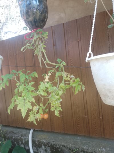 The image depicts an outdoor scene in Fanchykovo, Ukraine, focusing on a tomato plant cultivated in a hanging plastic bottle. The plant, with visible green leaves and two small orange tomatoes, is suspended from above. The bottle, partially visible at the top, is dark and appears to be a repurposed container. A bright red string or tie is securing the plant to the bottle. To the right, a white plastic planter hangs from a white braided rope. The background consists of a brown wooden fence with visible horizontal slats and some reddish fasteners. Below the fence, a concrete ledge is visible, and a white ribbed hose is coiled on it. The overall environment suggests a residential or garden setting. The lighting is natural, indicating daytime. No people or animals are present in the frame.