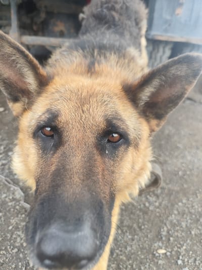 This close-up, eye-level portrait focuses on the head of a German Shepherd dog. The dog's face dominates the frame, with its large, expressive brown eyes looking directly at the camera. A single tear track is visible on the left eye. The fur exhibits the breed's characteristic tan and black markings. The dog appears to be wearing a dark collar, parts of which are visible around its neck.
The background is blurred, suggesting a shallow depth of field. It appears to be an outdoor setting with a textured, gravelly ground. Hints of what might be a vehicle or machinery are visible in the upper background, rendered out of focus. The lighting suggests it could be daytime, with no strong shadows.
The setting can be narrowed down to Мичурин ауылдық округі, Kazakhstan. The overall emotion conveyed is one of a direct, possibly pleading or sad, gaze from the animal. No text is visible in the image.