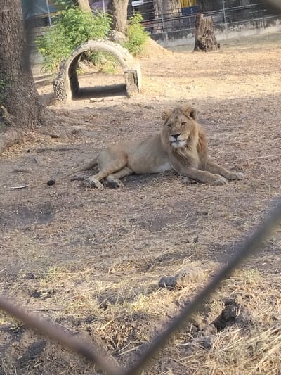 An adult male lion is observed at rest on arid, sparsely vegetated ground within an outdoor enclosure in Garun Gawa, Nigeria. The lion, displaying light brown fur and a developing mane, is positioned prone, oriented towards the right foreground, with its head turned to face the viewer. A rustic, arched stone or concrete structure is situated in the mid-ground to the left, adjacent to a large tree trunk. Further in the background, additional trees and a weathered tree stump are visible behind a containment fence. The ground cover consists of dry earth, scattered straw, and minimal dry grasses. The scene is illuminated by direct sunlight. No human subjects or active interactions are present.
