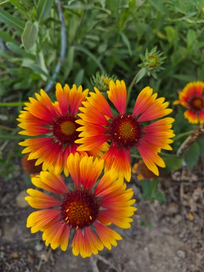 Three vibrant Gaillardia flowers, commonly known as Blanket Flowers, are in focus against a blurred background of green foliage and dry earth. The flowers exhibit a striking gradient of color, transitioning from deep red at their centers to bright orange and finally to yellow at the tips of their ray florets. Each flower has a prominent, dark reddish-brown central disk covered in numerous tiny tubular florets, interspersed with a few yellow anthers. The petals are elongated and slightly pointed, with visible veining. One flower is positioned in the foreground, slightly off-center to the left, with two others partially visible behind and to its right. A single unopened bud, green and spiky, is also visible in the upper right quadrant. The overall impression is of a close-up view of a garden setting. The scene is not specific to the city of Қанабек, Kazakhstan, as no identifying landmarks or contextual clues are present in the image.