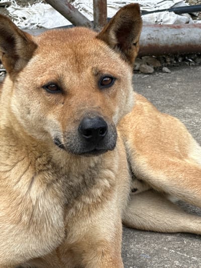 The image displays a medium-sized dog with reddish-brown and tan fur, lying on a grey concrete surface in the city of Tu Le, Vietnam. The dog is positioned with its body partially visible, facing the viewer with its head slightly turned to the left. Its eyes are dark brown, presenting a calm and direct gaze. A black nose is prominent, and its ears are upright and pointed. Specks of dirt are observable on the dog's snout and near its eyes. The fur appears coarse and varies in shade across its body. In the background, behind the dog, are indistinct elements including crumpled white materials, possibly tarpaulins, and a rusty, horizontal cylindrical object consistent with a pipe on the right. The ground behind the dog also features scattered small rocks and debris on a similar concrete surface. The scene is illuminated by natural daylight. No human figures or other animals are present, and the dog is in a state of rest.