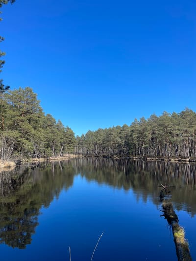 The image shows a clear, bright blue sky reflected in a body of water, most likely a lake. The shoreline of the lake is lined with dense evergreen trees, creating a mirrored reflection of the trees and sky. A fallen tree trunk extends into the water. The scene likely depicts a natural setting near Lilaste, Latvia, possibly a lake or river surrounded by forest.
