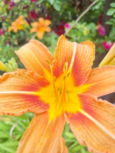 The image displays a close-up view of an orange lily flower in bloom, set against a softly blurred background of green foliage and other out-of-focus flowers in shades of pink and red. The lily's petals are a vibrant orange with streaks of red near the center, and the stamen are clearly visible. The flower appears to be located outdoors, possibly in a garden or park, given the natural, leafy environment. There are no people or specific landmarks visible that would indicate a precise location within Rzeszów, Poland. The lighting suggests it is daytime.