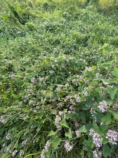 The image shows a dense, green field with small, light pink and white flowers. The vegetation is lush and appears to be growing wild, with tall grasses interspersed with leafy vines. The flowers are clustered together in small bunches, and many are still in bud. The overall impression is one of natural abundance and untamed growth. The location is a field in Dzherokay, Russia. There are no people or animals visible in the image.