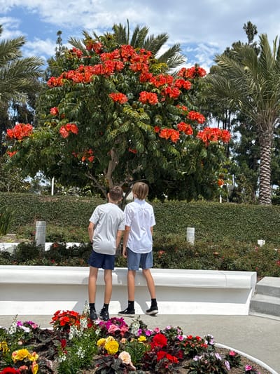 Two young people, likely boys, are standing on a white elevated platform in what appears to be an outdoor garden setting. The person in front is wearing a light grey t-shirt and dark blue shorts. The person behind them is wearing a white t-shirt and similar dark blue shorts. Both are facing away from the camera, looking towards a vibrant tree with abundant bright orange flowers and lush green foliage. The scene is bathed in natural light, suggesting it is daytime, possibly late morning or early afternoon given the shadows. The background features palm trees and a dense green hedge, along with a cloudy blue sky. The foreground is adorned with a colorful array of blooming flowers in shades of red, pink, yellow, and white, planted in dark soil. The overall atmosphere seems peaceful and observational, with the subjects seemingly engaged in admiring the floral display. There is no visible text in the image. The setting, with its palm trees and sunny appearance, aligns with the provided location context of San Diego, USA.