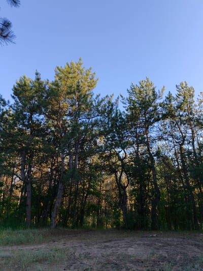 A vertical, low-angle shot captures a stand of tall pine trees against a clear blue sky. The trees dominate the frame, their green needles catching the golden light of what appears to be late afternoon or early morning. Some of the tree trunks are thick and gnarled, while others are more slender, creating a dense forest interior in the background. The foreground is a patch of sandy, dirt ground with sparse patches of dry grass and some small stones. The overall impression is one of a peaceful, natural setting, likely a forest on the outskirts of a populated area given the open sky above the tree line. The light suggests a pleasant day, with no indication of rain or harsh weather. The location context indicates this scene is in Shyroke, Ukraine. There is no visible text in the image, and no people or specific objects are present beyond the natural elements of the forest and ground.
