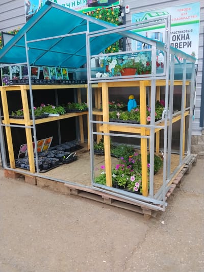 A greenhouse display for plants is set up on a dirt and asphalt surface outside a building. The greenhouse has a metal frame and a blue translucent roof. Inside, there are wooden shelves holding various potted plants and trays of seedlings. Several small cards with images of flowers and text in Russian are displayed on the upper shelves. A blue watering can is visible on one of the shelves. The ground outside the greenhouse is covered with gravel and asphalt. A sign on the building behind the greenhouse reads "товары для садоводства" (goods for gardening) and "пластиковые окна двери" (plastic windows doors). The location is identified as being in Dyurtyuli, Russia. There are no people visible in the image.