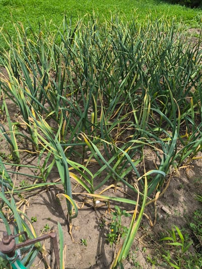 A garden bed filled with garlic plants is shown from a high-angle perspective. The garlic plants have long, green leaves, some of which are tinged with yellow, indicating they are drying out. The soil is dry and cracked, suggesting a lack of water. In the background, a lush green field of grass can be seen. In the foreground, a small piece of metal watering equipment is visible on the left side of the image. The scene is likely in Tekeli, Kazakhstan.