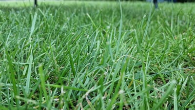 The image is a close-up, low-angle shot of lush green grass, likely on a lawn. The grass blades are varied in length and direction, creating a dense, textured surface. Some blades are sharply defined in the foreground, while others blur into the background, suggesting a shallow depth of field. The lighting indicates it is daytime, with natural light illuminating the scene. The background is out of focus and appears to be more grass or a natural outdoor environment, possibly with the hint of a dark vertical object, like a tree trunk, and blurred shapes that could be people in the distance. There are no identifiable landmarks or specific features that would allow for precise location identification within Bielefeld, Germany. The scene is a generic depiction of a grassy area.