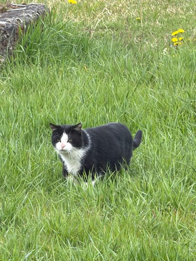 A black and white cat lies in tall green grass, facing the viewer. Dandelions are visible in the upper left. A grey concrete structure sits in the lower left corner of the frame. Location unknown; city name not discernible.