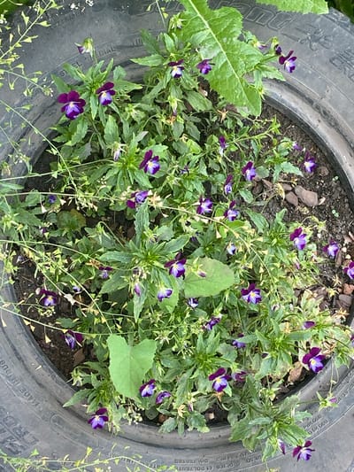 The image shows a close-up, overhead view of several small purple and yellow violas planted in dark soil within the rim of a black tire. The tire itself is positioned in what appears to be an outdoor environment, possibly a garden, as indicated by the presence of other green foliage and some loose pieces of bark or mulch scattered on the soil. The violas are small and numerous, with delicate petals. The tire shows some wear and has text imprinted on its side, which is partially visible but unreadable. No people or animals are visible in the image. The location is identified as Бескөл ауылдық округі, Kazakhstan.