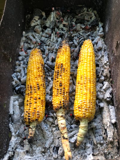In the city of Svirstroy, Russia, three ears of corn are being grilled over hot coals in a dark, metallic barbecue pit. The corn is bright yellow with distinct char marks from the grilling process. The coals beneath the corn are gray and white, with some glowing red embers visible. The barbecue pit itself appears weathered and dark, with a rough texture. The overall environment suggests an outdoor setting, possibly a backyard or park, where cooking is taking place. There are no people visible in the image.