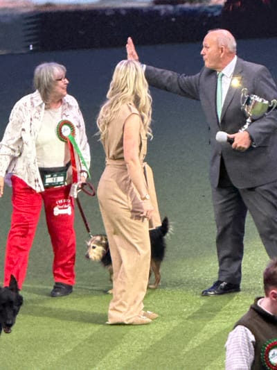 The scene captures an indoor awards presentation at a dog show, taking place on a green carpeted surface within the Metropolitan Borough of Solihull, United Kingdom.
On the right, an older Caucasian male in a dark grey suit, light blue tie, and white shirt holds a silver trophy in his left hand and a microphone in his right. His right hand is raised, palm open, above the head of a younger Caucasian female positioned centrally, facing away from the viewer. She has long blonde hair and wears a sleeveless tan jumpsuit with a belt.
To the left of the central woman stands an older Caucasian female with grey hair and glasses. She wears a white patterned long-sleeve shirt over a white undershirt, and red trousers featuring a white dog bone graphic and text. A dark fanny pack with the visible number "18" is worn around her waist, and a red and green rosette is pinned to her shirt. She holds a red leash.
A small, scruffy terrier-type dog with fawn and dark fur is on the leash, standing between the two women and looking towards the left. A black dog is partially visible in the far-left foreground, also looking left. The woman on the left is observing the central woman and the man. A fourth individual, partially visible in the lower right foreground, wears a brown vest over a checkered shirt, with a rosette pinned to the vest. The background is dark and indistinct.