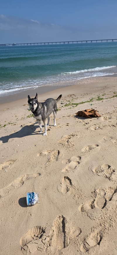 A medium-sized dog with grey and black fur stands on a sandy beach. The dog is looking towards the camera with its ears perked up. Behind the dog, the turquoise ocean meets the shore with small waves. In the distance, a long pier extends out into the sea. In the foreground, there are several footprints in the sand, and a small, blue and white object, possibly a can or a bottle, is lying on the ground. There is also a piece of driftwood on the sand to the right of the dog. The sky is clear and blue.