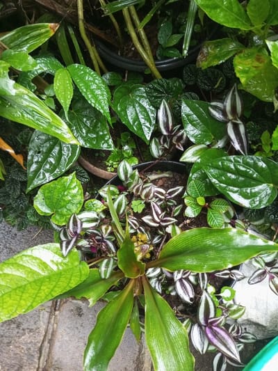 A vibrant assortment of plants fills the frame, primarily in shades of green, showcasing a variety of leaf shapes and textures. Notable are glossy heart-shaped leaves, striped foliage with silver and purple hues, and broad, ribbed leaves emanating from a central stalk. The plants are densely packed in pots, suggesting a cultivated arrangement outdoors. Moisture is evident on the foliage, possibly from recent rain, enhancing their lush appearance.
