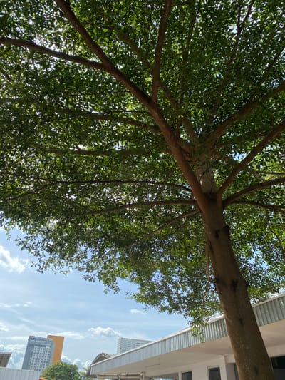 This is a low-angle, outdoor, eye-level shot looking up at the canopy of a mature tree with dense green foliage. The tree's branches are thick and spread widely, some reaching towards the right side of the frame. Sunlight filters through the leaves, creating a dappled effect and highlighting the bright green color of the foliage. The sky above is a clear blue with scattered white clouds.
To the right of the tree, partially visible, is a modern building with a white, corrugated metal roof that extends horizontally across the frame. Below the roof, the building has a light-colored facade with dark-framed windows. Further in the background, several tall buildings are visible, including a building with an orange upper section and a gray, multi-story building with many windows.
The scene suggests a daytime setting, likely late morning or early afternoon given the bright sunlight. The weather appears to be clear and pleasant. The location cues of modern buildings and the clear sky suggest an urban or suburban environment in Gambut Barat, Indonesia. There is no discernible activity or event taking place, and the image conveys a sense of peace and natural beauty contrasted with urban development. No text is visible in the image.