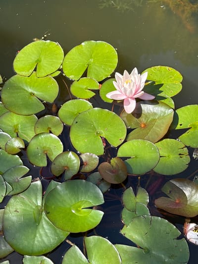 A single pink and white water lily blooms amidst a cluster of green lily pads floating on dark, still water. The lily pads are round with notched centers and vary in size, with some showing reddish undersides. The water's surface reflects the sunlight and shows some scattered debris. The scene appears to be a still pond or water feature. The location of East Hampshire, United Kingdom, does not appear to be depicted in this image.