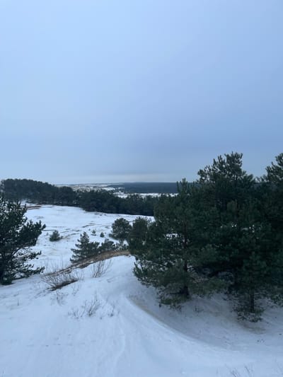 The image depicts a winter landscape in Morskoe, Russia, characterized by extensive snow cover and coniferous trees under an overcast sky. The foreground features snow-covered terrain with gentle undulations. On the immediate left and right, dense clusters of mature pine trees with dark green needles are prominent. Scattered throughout the midground are smaller pine trees and patches of exposed, dark earth or sand contrasting with the white snow. Some thin, leafless bushes protrude from the snow on the slopes. A winding, compressed path or track is visible in the snow on the lower right. Beyond the immediate terrain, a dense forest line stretches horizontally across the mid-distance. The background reveals a vast, snow-covered plain or low-lying hills extending to the horizon. The sky, occupying approximately the upper half of the frame, is uniformly light grey and overcast. No individuals or animals are present in the scene.