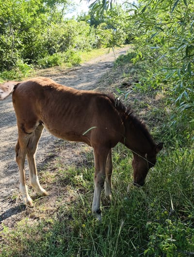 A young brown horse stands in a field of tall green grass, grazing. The horse is facing to the right, with its head down, munching on the grass. Its body is slender and its ribs are visible. The horse has a dark mane and tail, and its legs are a lighter shade of brown.
The setting is a rural area with a dirt path leading through the grass. Lush green trees and bushes surround the area, creating a natural, serene environment. Sunlight filters through the leaves, casting dappled shadows on the ground, suggesting it's either morning or late afternoon. The overall mood is peaceful and idyllic, capturing a moment of tranquility in nature. There are no people or text visible in the image. The location is identified as Pushkino, Ukraine.