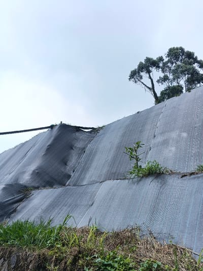 The image depicts a steep, engineered hillside or embankment in Uato Carabar, Timor-Leste, covered with dark grey geotextile erosion control fabric. The fabric, exhibiting faint light blue or white parallel stitching, is laid in overlapping horizontal sections, conforming to the terrain's contours. Patches of green grass and small plants protrude through the fabric, particularly along its seams and at the base of the slope. A distinct small, leafy shrub grows from a seam in the middle-right section of the fabric. Near the upper left, a dark hose or cable runs horizontally across a section of the draped material. At the crest of the slope, against an overcast light grey sky, a mature tree with dense green foliage and visible branches stands prominently on the right. The foreground shows unmanaged ground with dry grass, green weeds, and exposed soil/rock at the base of the covered slope. No people or active interactions are visible in the scene.