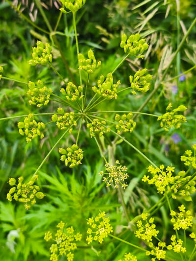 The image is a close-up, top-down view of a plant with green seed pods and small yellow flowers. The plant has a radial structure with thin stems branching out from a central point, each ending in clusters of seed pods or small flower heads. The background is a blur of green foliage, suggesting a natural, outdoor environment. There are no people or man-made objects visible. The specific location of Dolzhikovo, Russia, cannot be determined from the image itself.