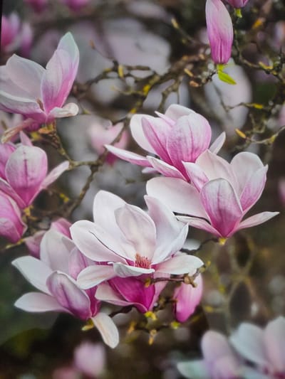 The image displays a close-up of several pink and white magnolia flowers in bloom. The flowers have delicate petals with a gradient of color, ranging from deep pink at the base to pale pink and white at the tips. Some of the flowers are fully open, revealing their stamens, while others are still in bud form. The background is a soft blur of brown branches and more out-of-focus flowers, suggesting a garden or park setting. The lighting is soft and diffused, highlighting the textures and colors of the blossoms.
Regarding the location in Zrenjanin, Serbia, this image does not contain any specific visual cues that would allow for its identification to a particular place within the city. Without additional information or context, it is impossible to pinpoint the exact location of this magnolia tree in Zrenjanin.