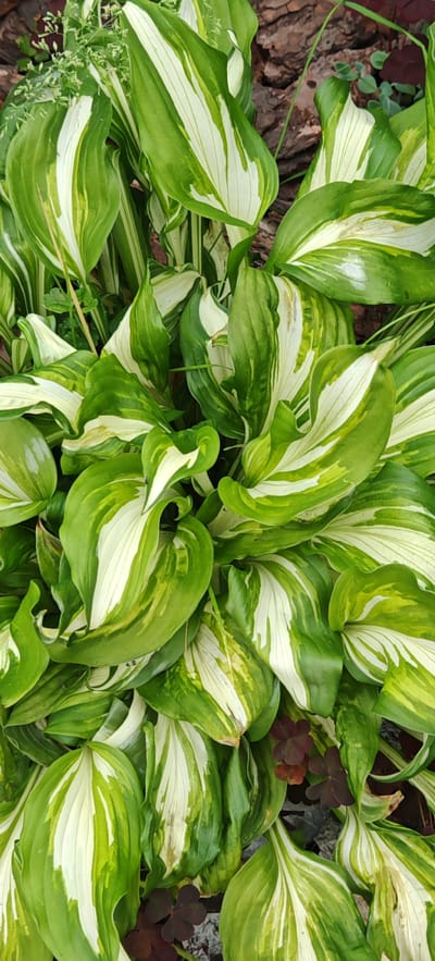 This is a close-up, overhead view of a cluster of variegated hosta plants in a garden. The leaves are a mix of deep green and creamy white, with some streaks and variegation. The plant's texture appears somewhat glossy and smooth, with visible veins on the leaves. The background consists of dark brown mulch and some scattered pieces of bark, suggesting a garden bed environment. There are also a few small, dark red clover-like plants interspersed among the hostas. The scene is well-lit, possibly by natural daylight, casting subtle shadows. No people or animals are present. The location is identified as Altayskoye, Russia, indicating a temperate climate suitable for hosta cultivation.