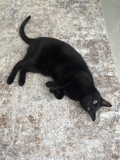 A black cat with green eyes is lying on a beige and grey patterned rug. The rug is on a light grey surface, possibly tile or concrete. The cat is angled towards the camera, with its tail extending to the left and its paws positioned near its head. The location is the city of Davie, United States of America.