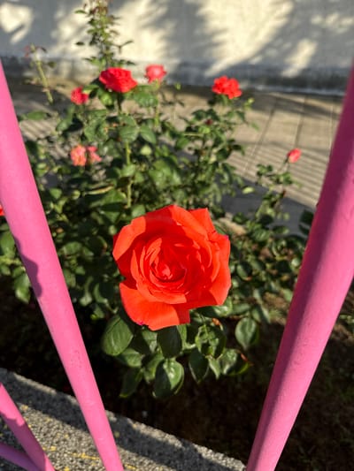 A single vibrant orange rose is in sharp focus in the foreground, occupying the right half of the frame. It is positioned behind two bright pink metal bars, which are also in focus and cut diagonally across the image from the bottom left to the top right. The rose has tightly packed petals, some with visible dew drops, and is set against a background of lush green rose bush foliage. Several other red and pink roses, some in bloom and others buds or faded, are scattered throughout the bush, appearing softer and out of focus. The background shows a light-colored wall with dappled shadows of leaves, and a paved walkway with faint grid lines. The scene is illuminated by natural sunlight, creating strong highlights and shadows. The image appears to be taken at ground level, looking slightly upwards at the rose bush. The location is described as Kaspichan, Bulgaria.