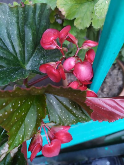 A close-up shot captures a cluster of vibrant pink begonia flowers against a backdrop of lush green leaves. The flowers, some fully bloomed and others in bud, are clustered on thin red stems, creating a delicate visual. The leaves are a rich, deep green, adorned with small, irregular white spots, giving them a unique textured appearance. The edges of some of the leaves are wavy and tinged with red. In the upper left of the image, a portion of a light green leaf with a serrated edge is visible. A bright turquoise horizontal bar runs across the top of the frame, partially obscuring some of the foliage. The setting appears to be outdoors, with hints of a pot and soil visible in the background, suggesting the plant is in a garden or on a balcony. The lighting suggests it is daytime. The scene is still and serene, focusing on the natural beauty of the plant. No text is visible in the image.