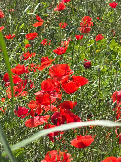 A close-up, low-angle shot captures a field of vibrant red poppies interspersed with green grass and stalks. The poppies, in various stages of bloom, display their delicate, crinkled petals. Several seed pods are visible among the flowers and foliage. The scene is bathed in natural sunlight, creating bright highlights and some shadows within the dense growth. The image appears to be an outdoor scene, possibly a meadow or a roadside, given the presence of wild vegetation. The location is specified as Selanovtsi, Bulgaria. There are no people or animals depicted in the image.